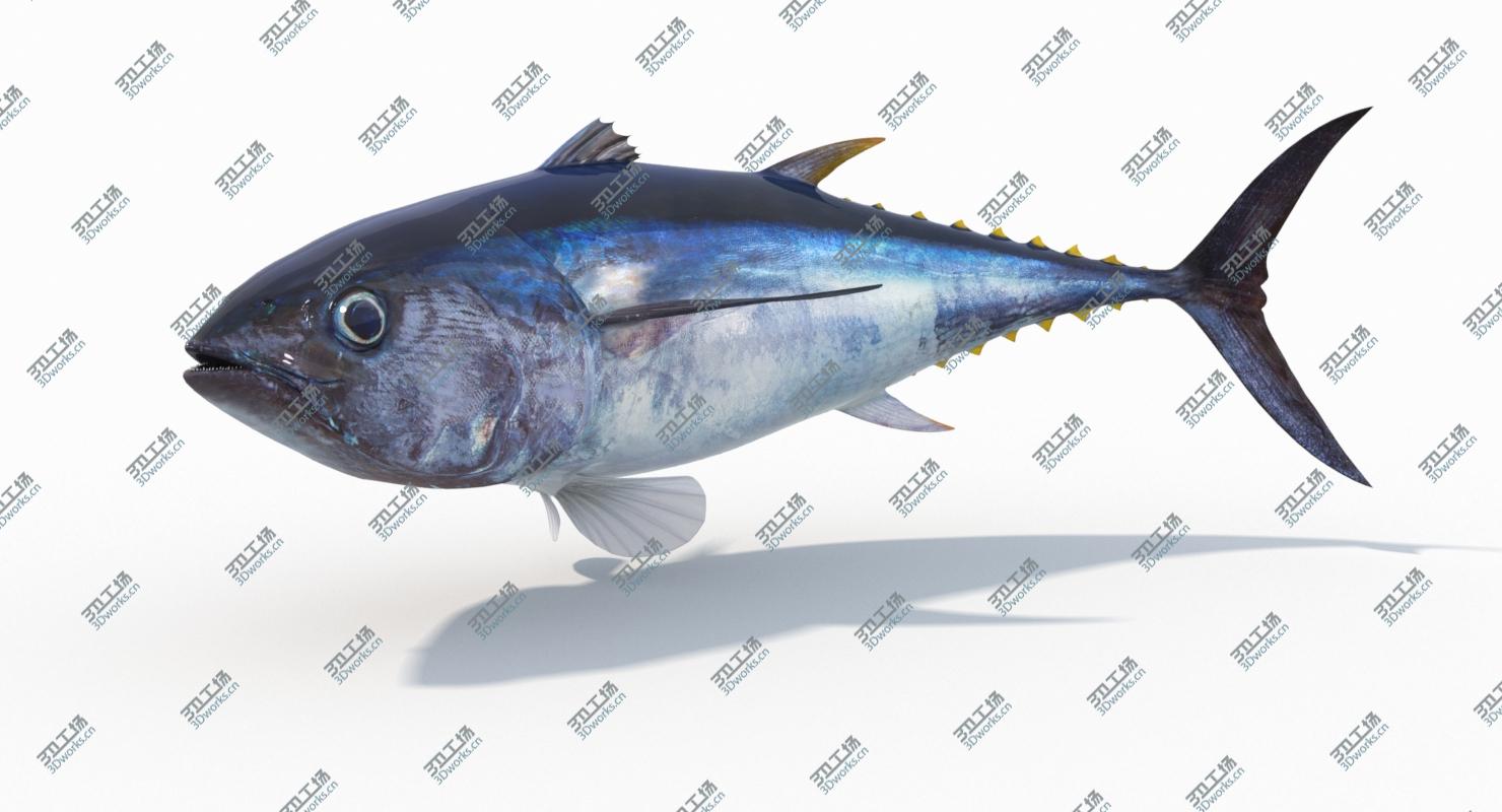 images/goods_img/20210319/Tuna Fish (Animated) 3D/4.jpg